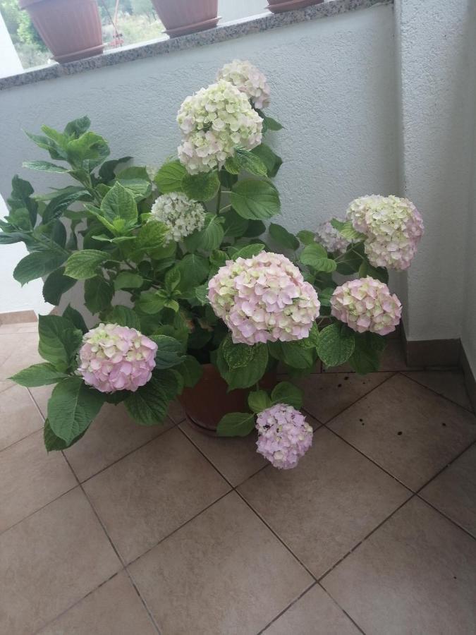 Purkovic Apartment Vodice